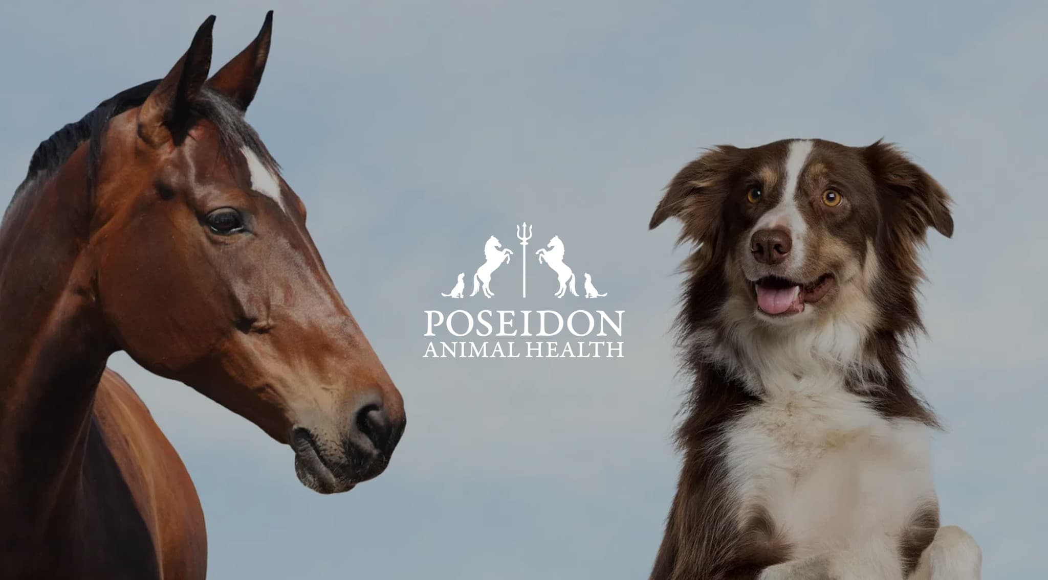 The secret behind Poseidon Animal Health's multi-store Shopify strategy